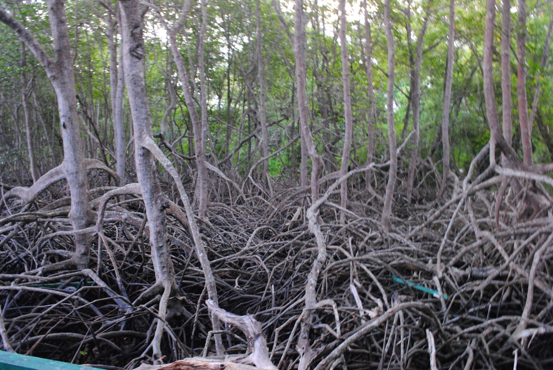 hutan bakau di pantai Bama, TN. Baluran