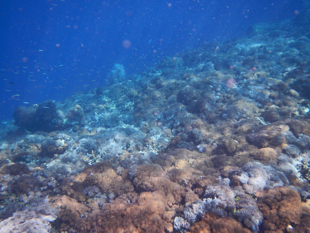 underwaternya Pulau Pura kaya akan coral dan ikan, Alor, NTT