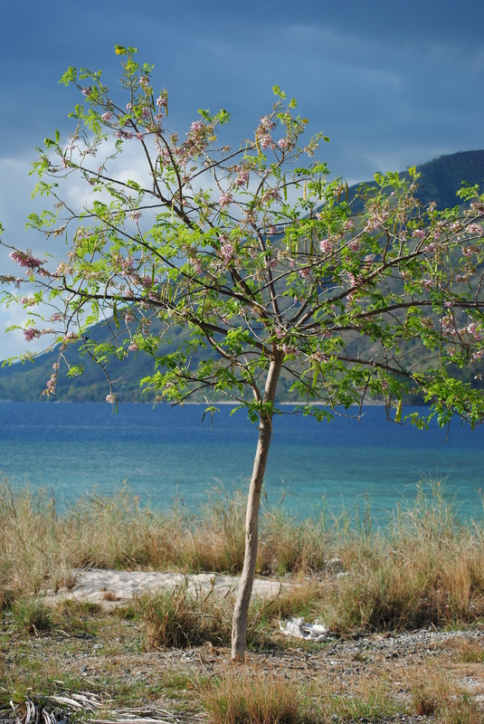 pohon cantik di Pulau Kepa, Alor, NTT
