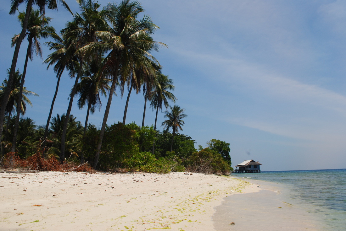 deretan pohon kelapa di pantai Pulau Tengah, Karimun Jawa, Jawa Tengah