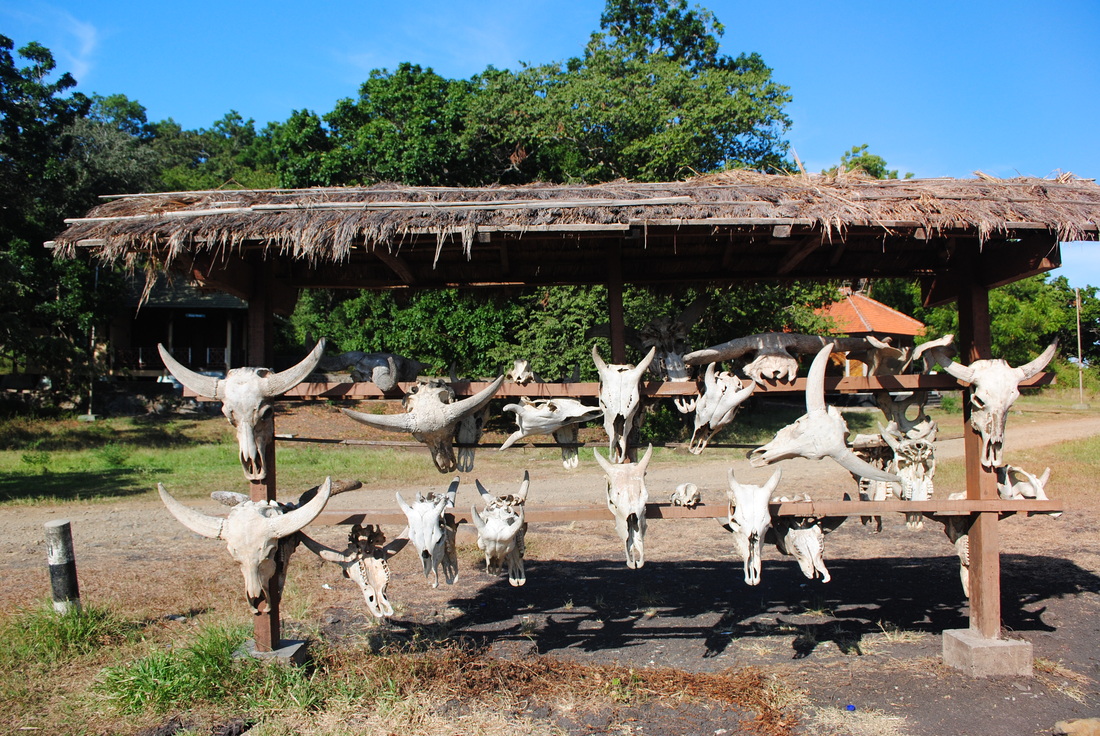 Tengkorak Banteng di savana Bekol, TN. Baluran