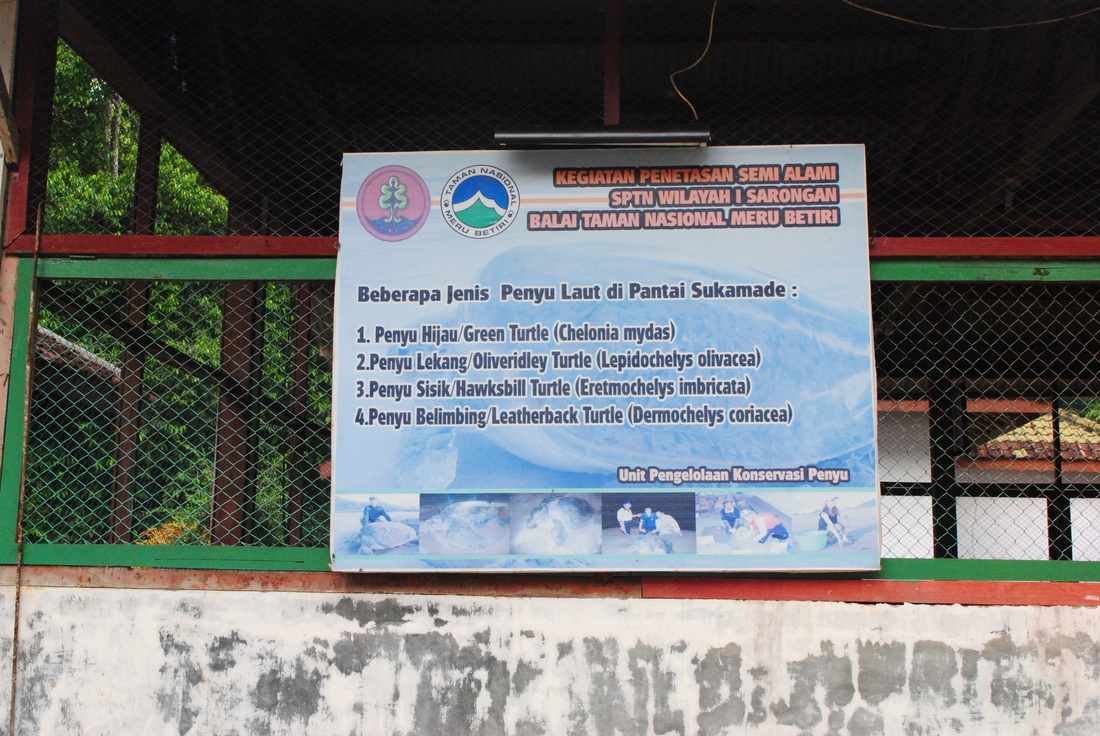 tempat penangkaran penyu di Pantai Sukamade, Banyuwangi, Jawa Timur