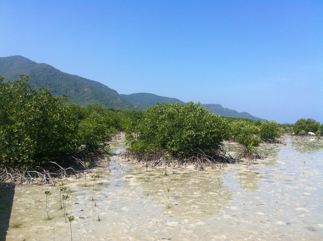 tanaman mangrove di TN. Karimun Jawa, Jawa Tengah