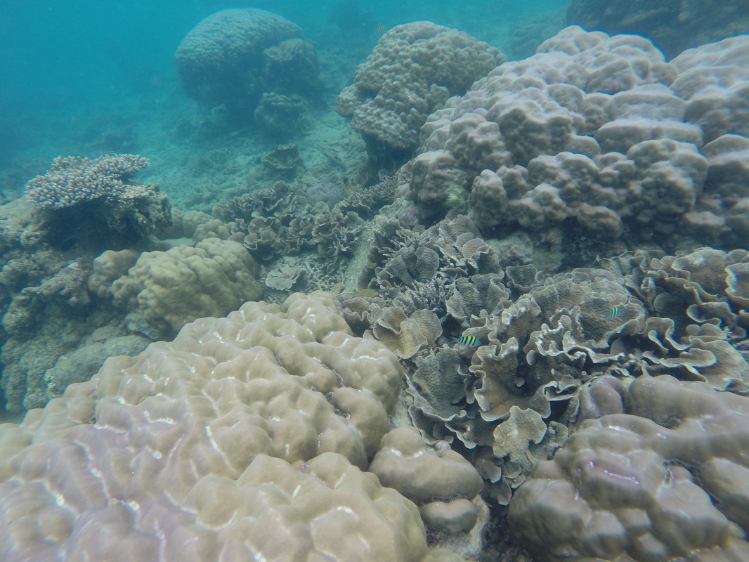 aneka ragam terumbu karang di Pulau Tunda, Serang, Banten