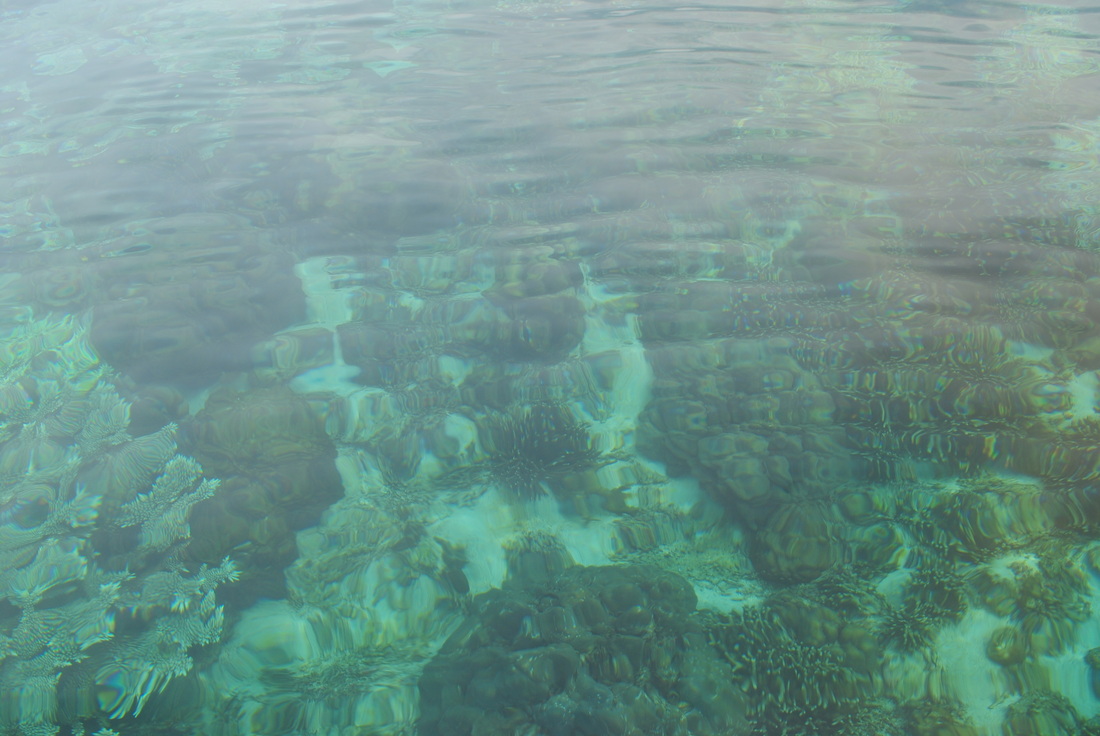 terumbu karang di sekitar pulau Tegal, Lampung